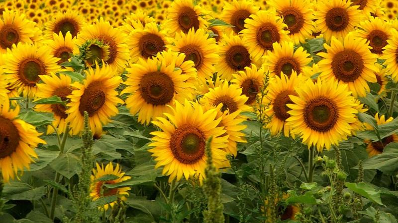 Hoa hướng dương