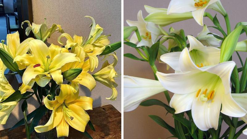 Hoa ly trắng hoặc vàng