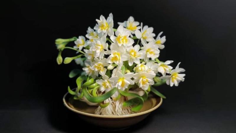 Hoa thủy tiên trắng