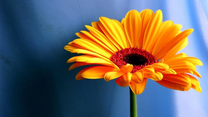 Hoa đồng tiền vàng