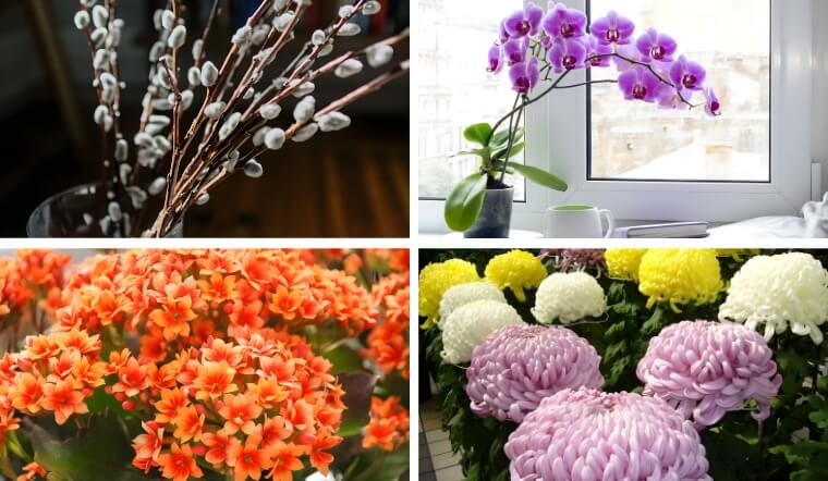 Top 10+ loại hoa chưng Tết để lâu không tàn, bền đẹp cả tháng Giêng