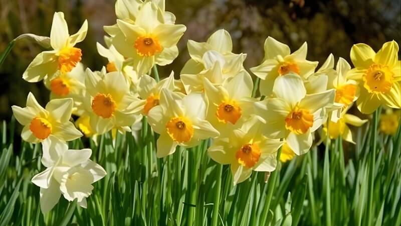 Hoa thủy tiên Hoa thủy tiên