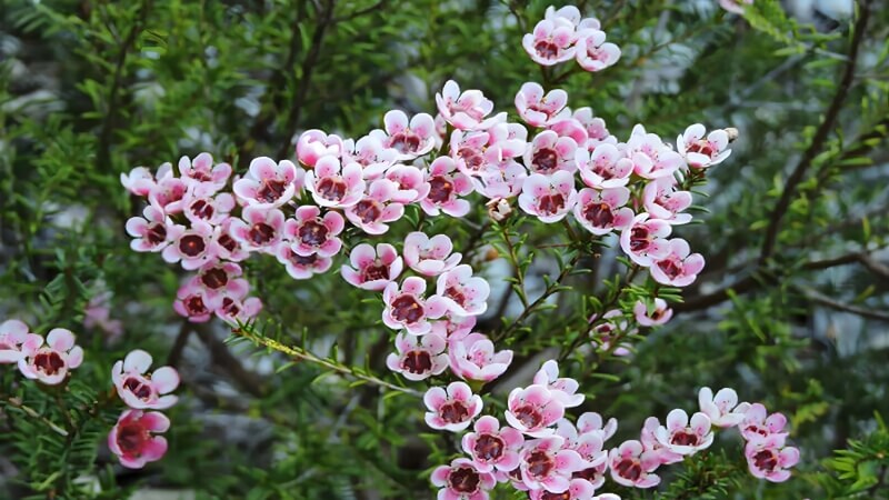 Hoa thanh liễu Hoa thanh liễu