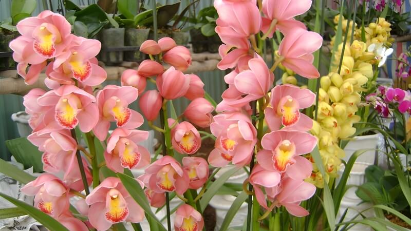 Hoa địa lan Hoa địa lan