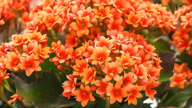 Hoa sống đời (Cây lá bỏng) Hoa sống đời (Cây lá bỏng)