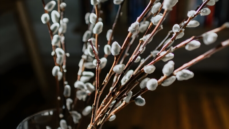 Nụ tầm xuân (Vô địch về độ bền) Nụ tầm xuân (Vô địch về độ bền)