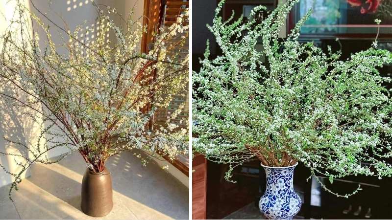 Hoa tuyết mai trang trí lối đi, cửa chính Hoa tuyết mai trang trí lối đi, cửa chính