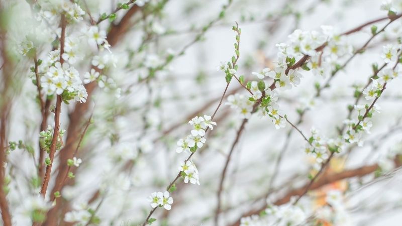 Hoa tuyết mai Hoa tuyết mai