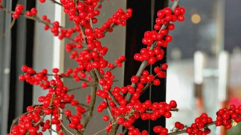 Hoa đào đông đỏ Hoa đào đông đỏ