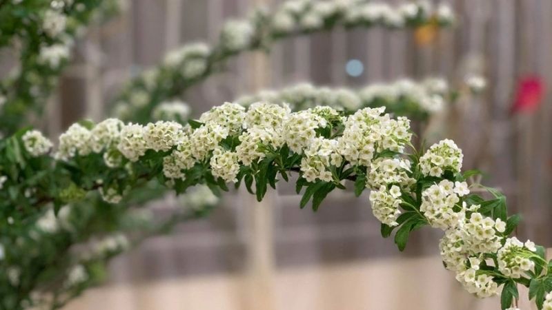 Hoa tiểu tú cầu Hoa tiểu tú cầu