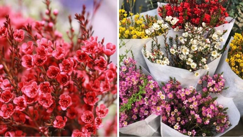 Hoa thanh liễu Hoa thanh liễu