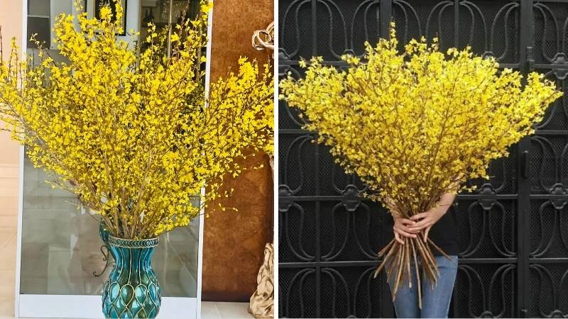 Hoa mai Mỹ Hoa mai Mỹ