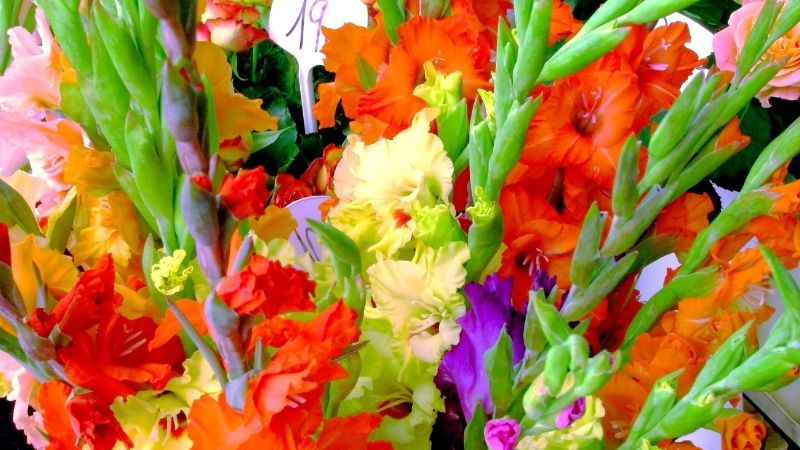 Hoa Lay Ơn Hoa Lay Ơn