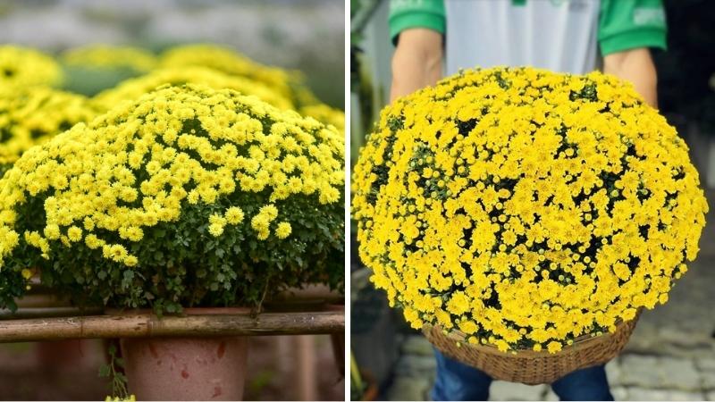 Cúc mâm xôi Cúc mâm xôi