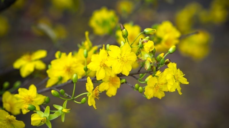 Hoa mai vàng Hoa mai vàng