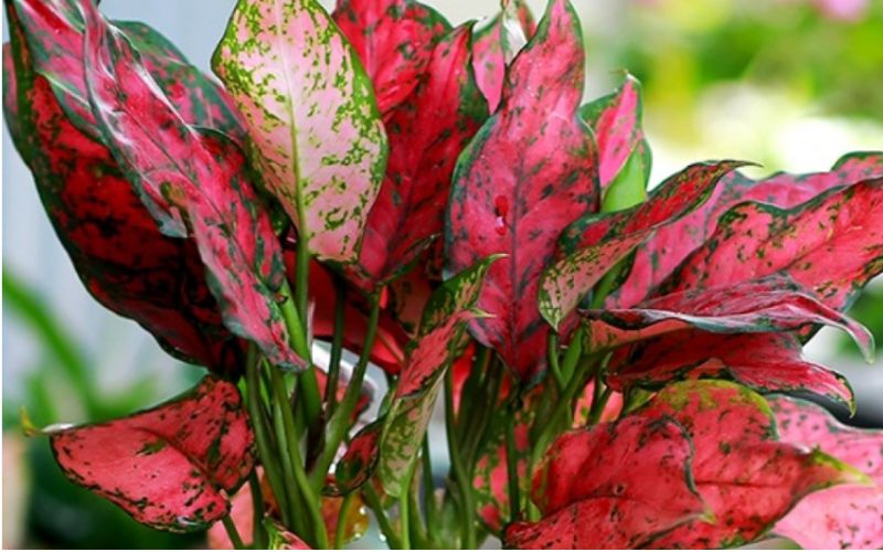 Vạn lộc kích hoạt tài lộc, sung túc và vượng khí mạnh mẽ đầu năm Vạn lộc kích hoạt tài lộc, sung túc và vượng khí mạnh mẽ đầu năm