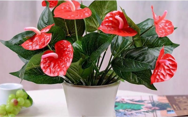 Hồng môn mang may mắn, hạnh phúc và tình yêu nồng ấm cho gia chủ Hồng môn mang may mắn, hạnh phúc và tình yêu nồng ấm cho gia chủ