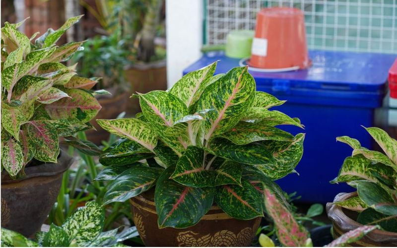 Phú quý tượng trưng cho giàu sang, thịnh vượng và dễ chăm sóc Phú quý tượng trưng cho giàu sang, thịnh vượng và dễ chăm sóc