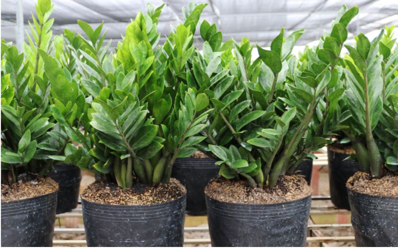 Cây kim tiền giúp người mệnh Hỏa thu hút tài lộc và tăng vượng khí Cây kim tiền giúp người mệnh Hỏa thu hút tài lộc và tăng vượng khí