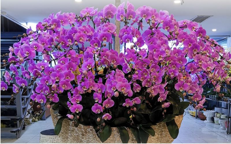 Lan hồ điệp tím - hồng giúp kích hoạt sáng tạo và vượng khí cho mệnh Hỏa Lan hồ điệp tím - hồng giúp kích hoạt sáng tạo và vượng khí cho mệnh Hỏa