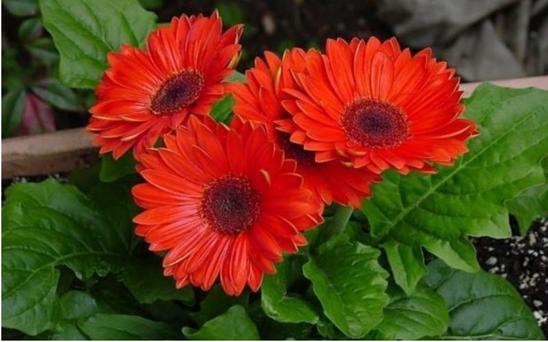 Hoa đồng tiền mang ý nghĩa chiêu tài và khởi phát may mắn. Hoa đồng tiền mang ý nghĩa chiêu tài và khởi phát may mắn.