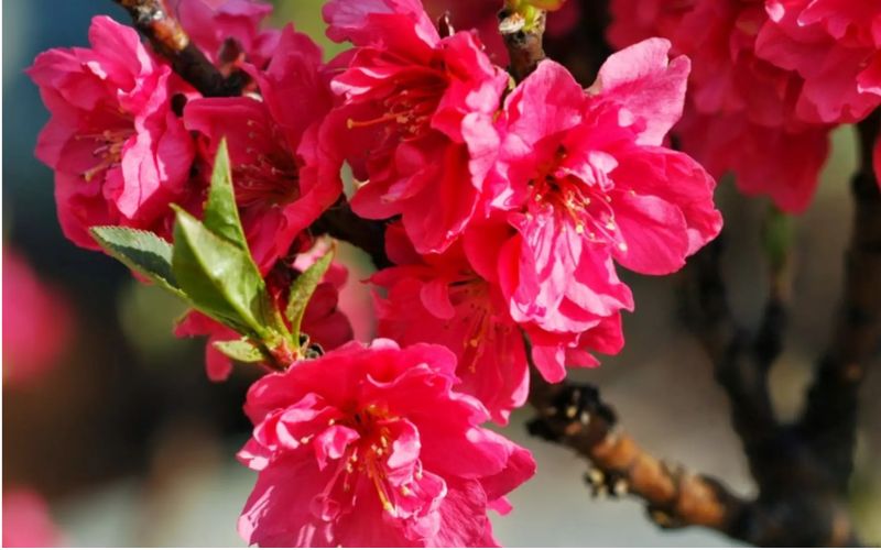 Đào bích tượng trưng cho sinh khí rực rỡ đầu năm Đào bích tượng trưng cho sinh khí rực rỡ đầu năm