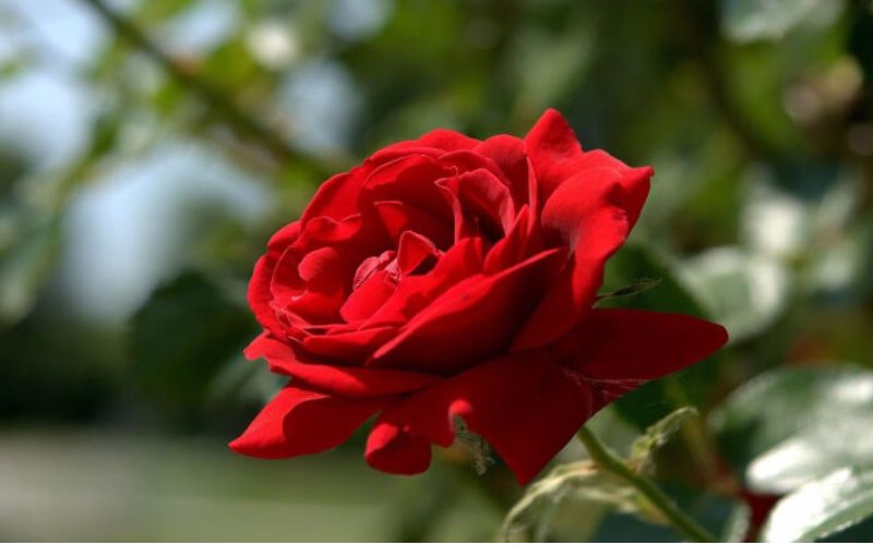 Hoa hồng đỏ mang năng lượng Hỏa mạnh, rất hợp khai xuân may mắn. Hoa hồng đỏ mang năng lượng Hỏa mạnh, rất hợp khai xuân may mắn.