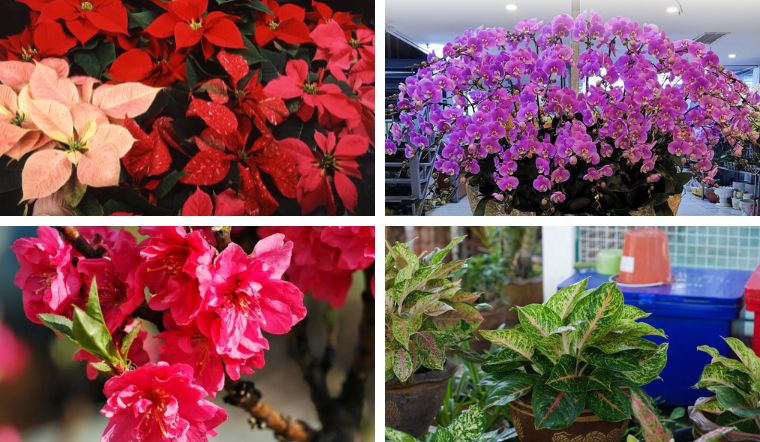 Top 10 loại hoa và cây cảnh Tết hợp mệnh Hỏa giúp tài lộc bùng nổ