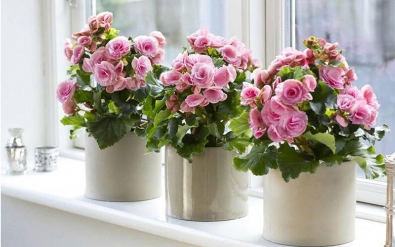 Phối màu hoa Tết hợp mệnh Hỏa giúp tăng sinh khí và tài lộc Phối màu hoa Tết hợp mệnh Hỏa giúp tăng sinh khí và tài lộc