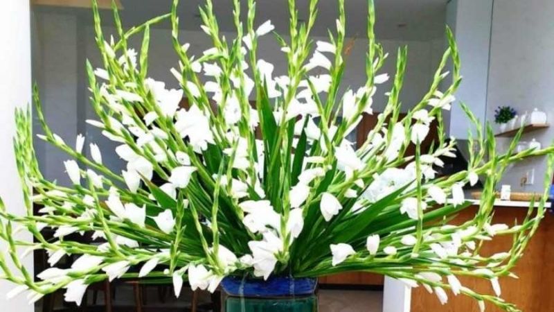 Bí quyết giữ hoa lay ơn tươi lâu và không cong đầu là vuốt thẳng ngọn, ngắt nụ trên cùng Bí quyết giữ hoa lay ơn tươi lâu và không cong đầu là vuốt thẳng ngọn, ngắt nụ trên cùng