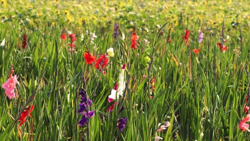 Chuẩn bị hoa lay ơn Chuẩn bị hoa lay ơn