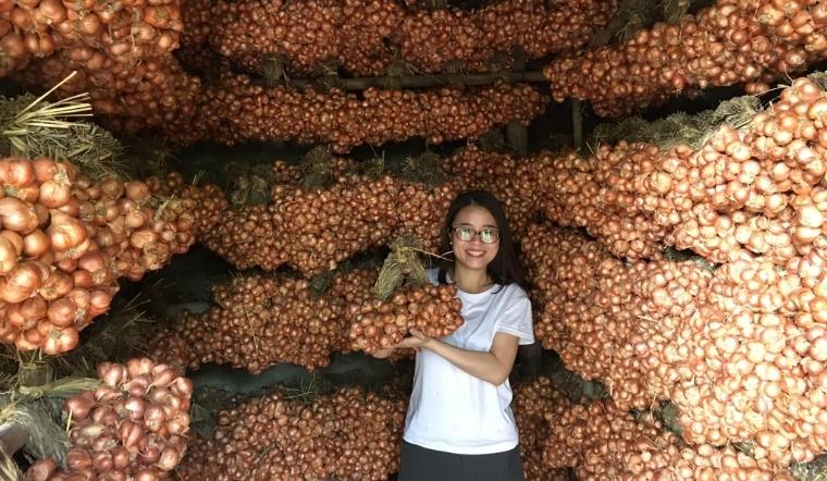 Hành khô Kinh Môn Hải Dương là gì? Nguồn gốc, đặc điểm và cách chọn mua