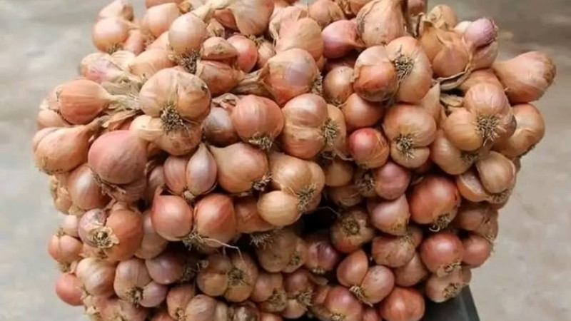 Vỏ ngoài củ hành màu vàng cam