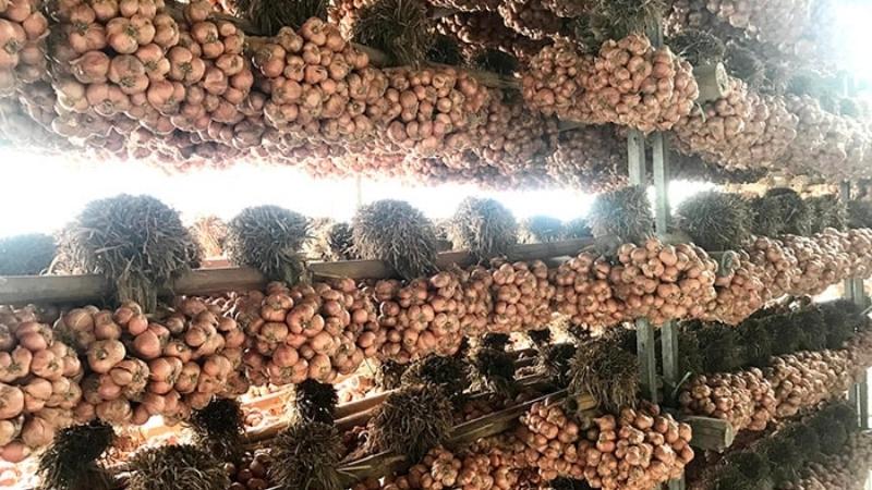 Hành khô Kinh Môn có thể để được từ 3 - 6 tháng