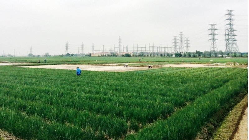 Vùng Kinh Môn là thủ phủ của hành tỏi