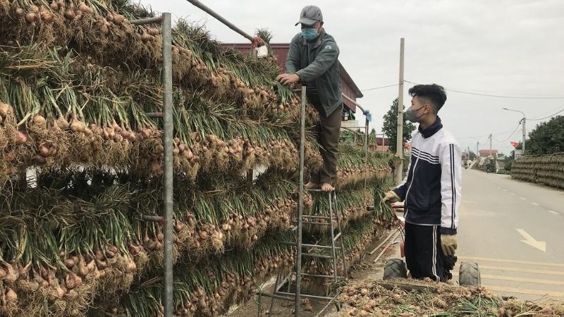 Hành Kinh Môn dạng chùm