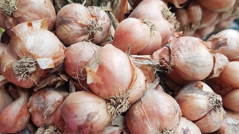 Hành khô được phân loại dựa trên kích thước và mẫu mã