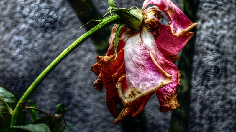 Nguyên nhân khiến hoa nhanh héo úa Nguyên nhân khiến hoa nhanh héo úa