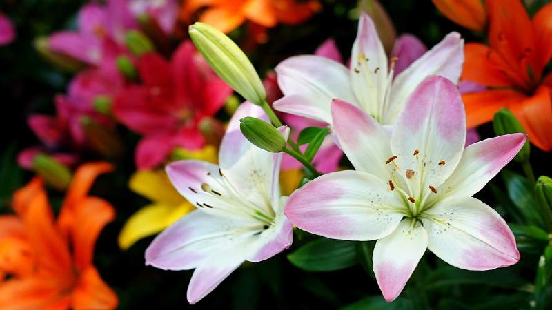 Cách hãm hoa ly nở Cách hãm hoa ly nở