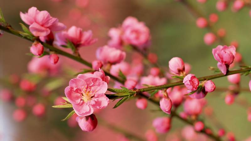 Cách hãm hoa đào nở Cách hãm hoa đào nở