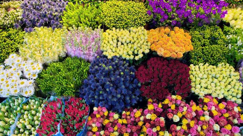 Nguyên lý chung để kìm hãm hoa nở Nguyên lý chung để kìm hãm hoa nở