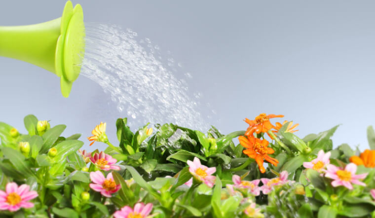 Cách hãm hoa nở chậm đơn giản, hiệu quả để chơi đúng 3 ngày Tết