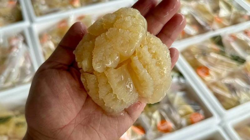 Sứa Đạn Thái Lan