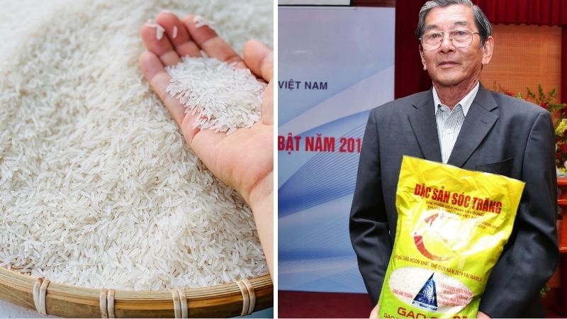 Gạo ST25 Ông Cua được bán chính hãng, giá tốt tại Bách hóa XANH