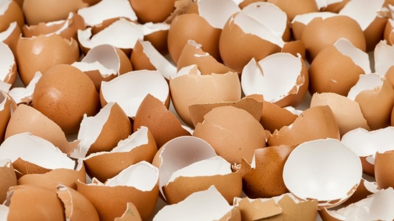 Cho vỏ trứng vò nát vào bình rồi lắc mạnh để các mảnh vụn đánh bật mảng bám cứng đầu