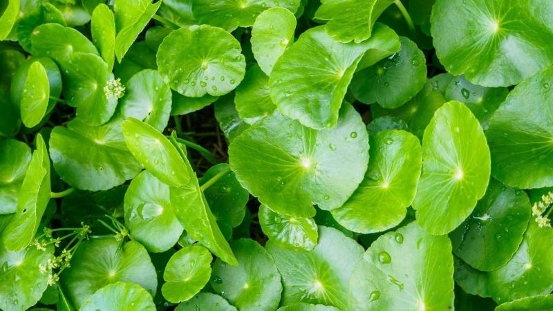 Những sai lầm thường gặp khi trị mụn bằng rau má