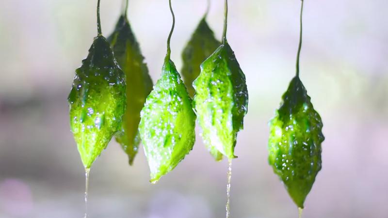 Thành phẩm món mứt khổ qua