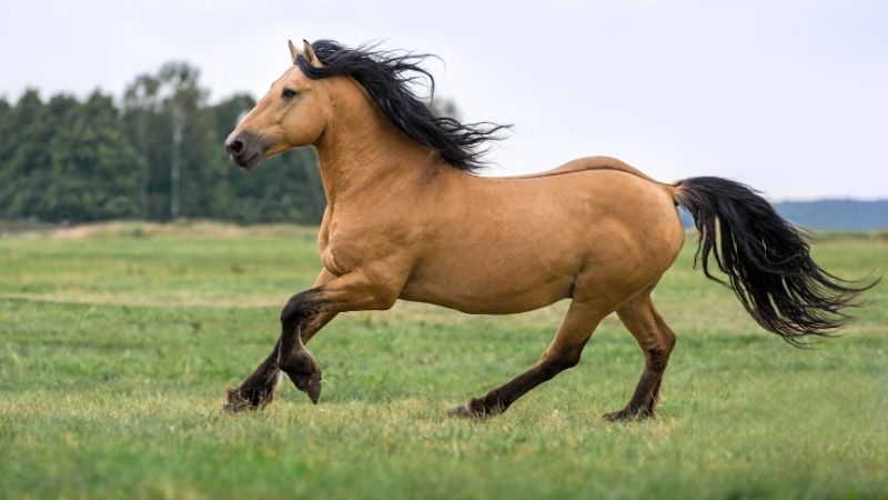 Năm 2026 là năm con ngựa