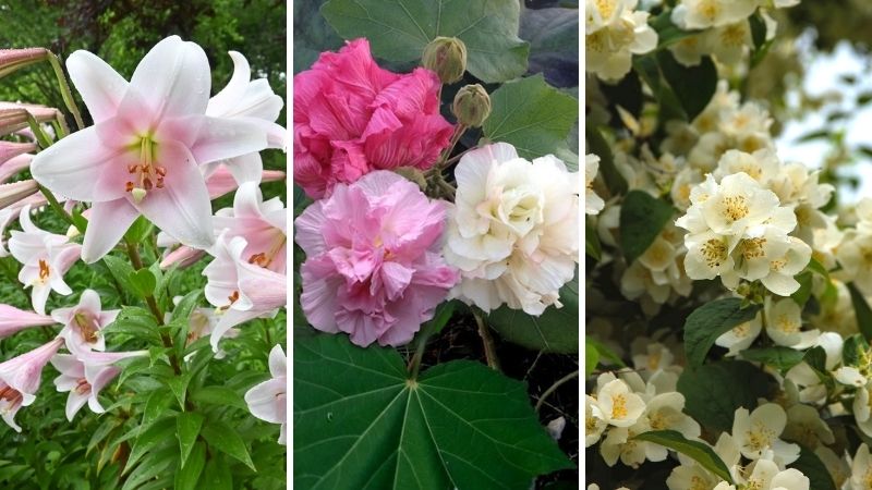 Những loại hoa kiêng kỵ không nên chưng trên bàn thờ