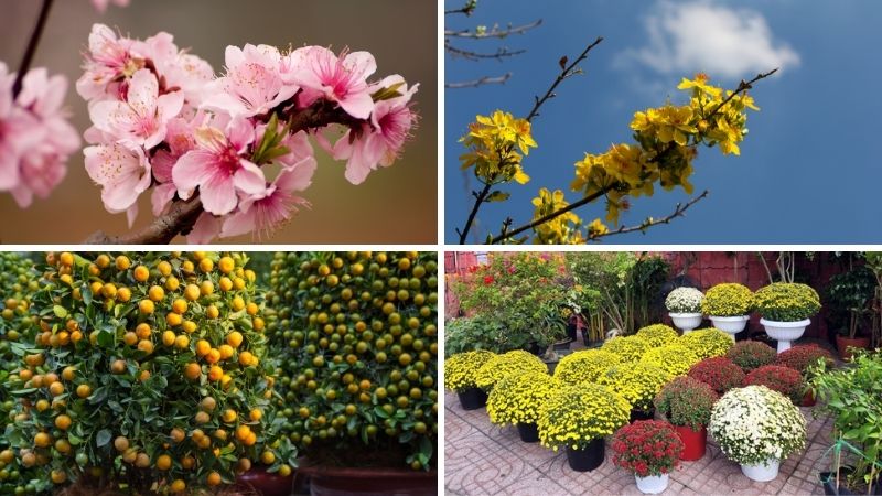 Top các loại hoa đặc trưng mang lại may mắn nhất định phải có